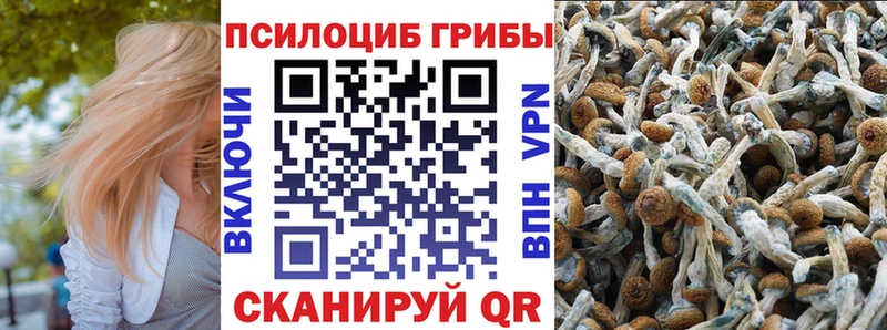 цены   Инта  Галлюциногенные грибы Psilocybine cubensis 